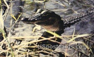Alligator - Everglades National Park, Florida FL  