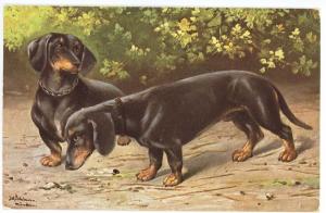 Dachshund Dogs Enjoying The Trail Artist Signed Postcard