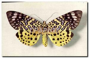 Old Postcard Fancy Butterfly Collection Moorea Argus Boubee
