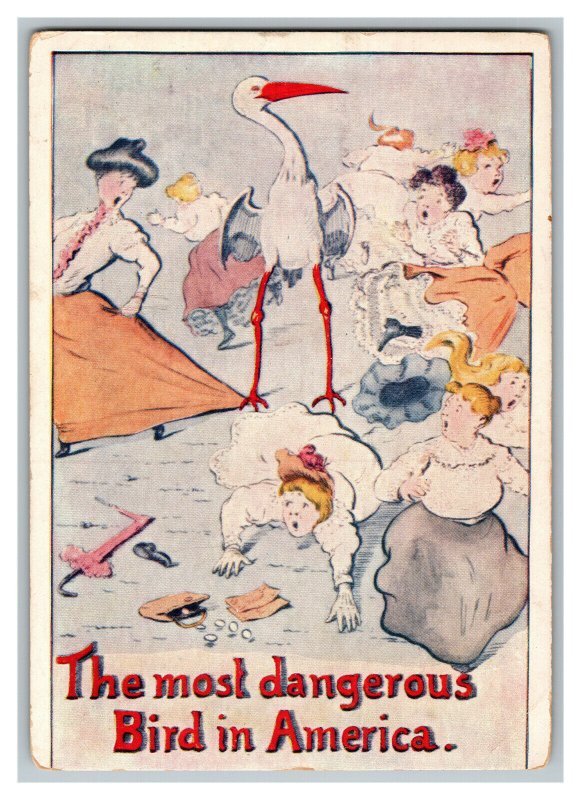 Postcard The Most Dangerous Bird In America Stork Vintage Standard View Card 