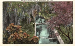 Vintage Postcard Ravine In Roser Park Scenic View Trees St. Petersburg Florida