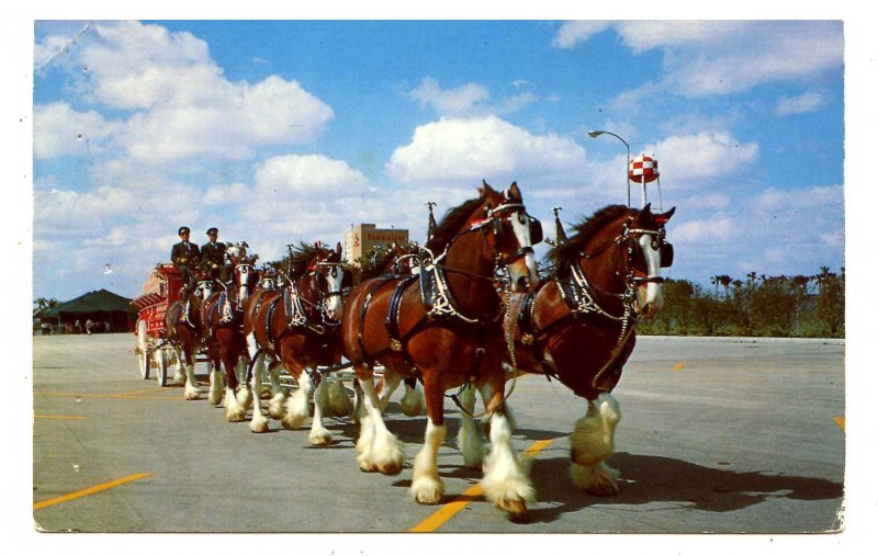 FL - Tampa. Anheuser-Busch Brewing Co., Famous Clydesdales