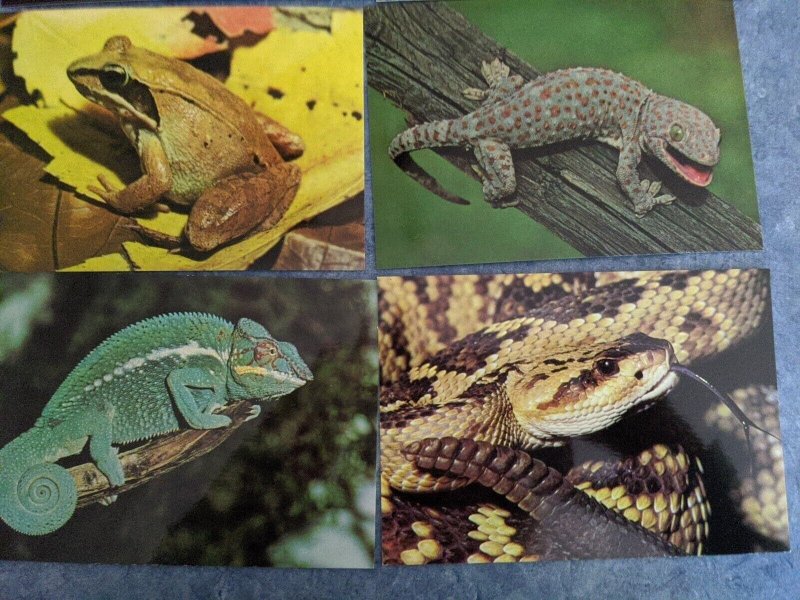 Lot 9 Unused Animals Frogs Turtles Snakes Postcrossing 4x6 MINT postcard L159