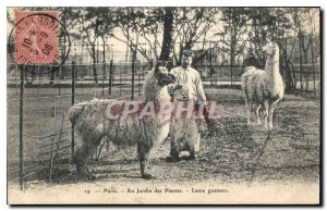 Postcard Old Paris Au Jardin des Plantes Lama guanaco