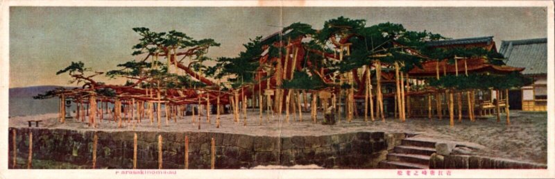 Fold-Out Postcard Karasakinomatsu Japanese Pine Tree in Japan