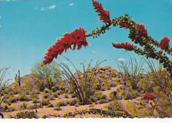 Flaming Blossoms Of The Ocotillo Cactus Arizona