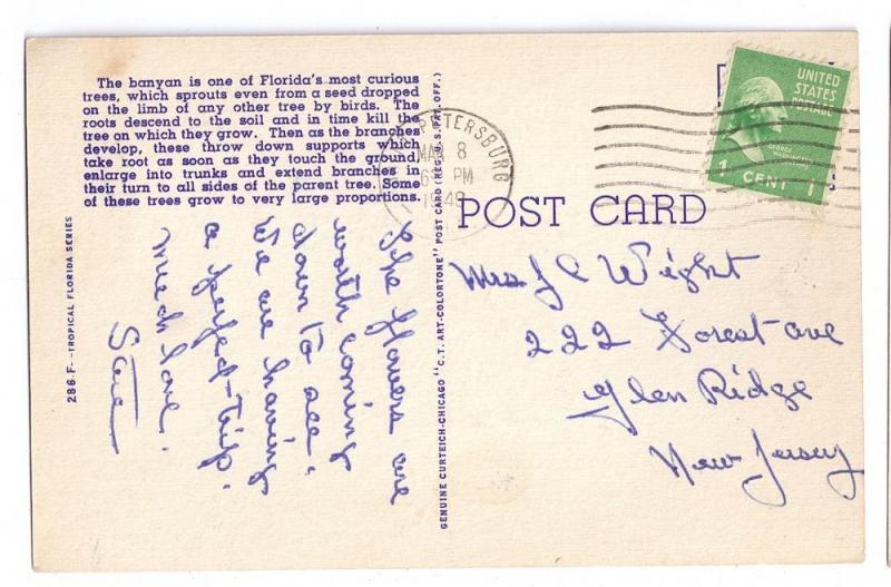 Banyan Tree Tropical Florida 1949 Linen Postcard