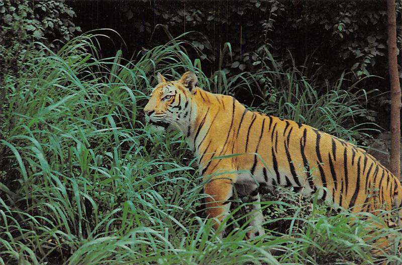 Tiger - Kerala, India