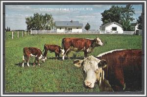 Wisconsin, Slinger Greetings From Herefords Grazing - [WI-154]