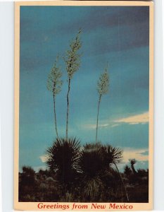 Postcard The Yucca Greetings from New Mexico USA