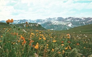 Postcard Mother Nature's Garden Breathtaking Beautiful Wild Flowers Montana MT