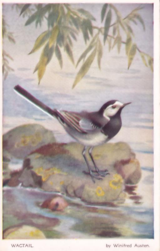 Wagtail Winifred Austen Valentines Old Bird Postcard