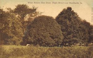 Humboldt Iowa~Elgin Broad Nature~Man Under Round Tree~1908 Postcard