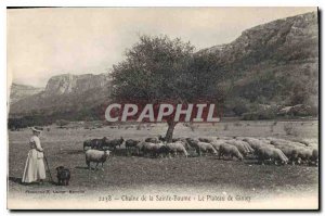 Old Postcard Chain La Sainte Baume The Plateau Giniez Female Sheep