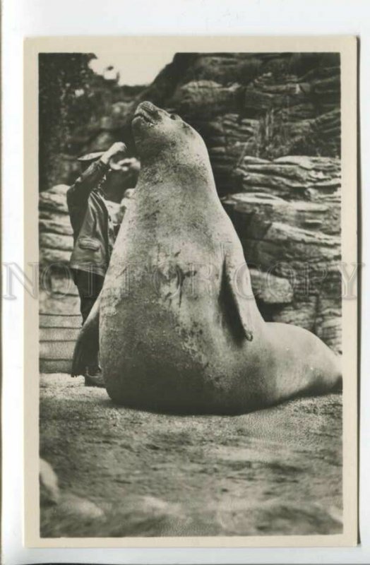 440274 GERMANY HAMBURG sea Elephant Carl Hagenbeck Tierpark ZOO PHOTO postcard