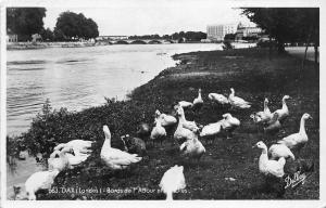 BR38489 Bords de l adour swan cigne Dax france