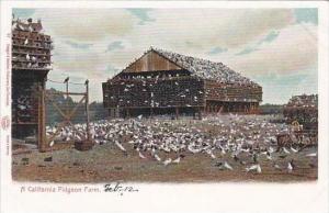 California Pidgeon Farm