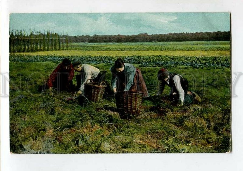 3150789 Netherlands BAARN Native types Vintage postcard