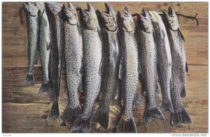 String of Trout, Lake Tahoe, California, 00-10s