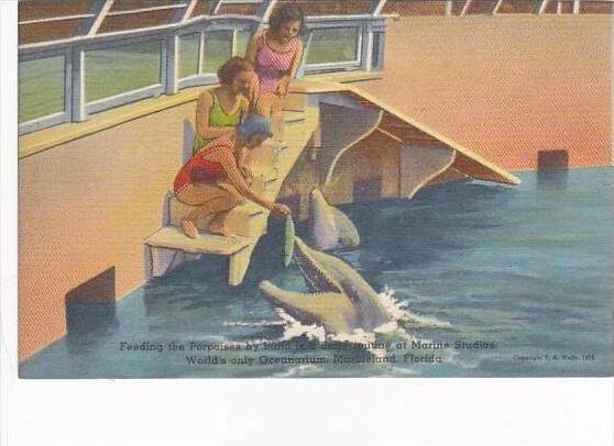 Florida Marineland Feeding The Porpoises By Hand