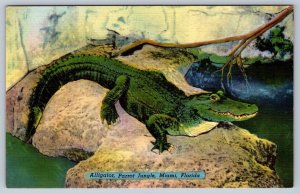 Alligator, Parrot Jungle, Miami, Florida, Vintage Linen Postcard