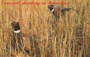 Animals. Pheasant hunting in Nebraska  Nice American postcard. Size 14 x 9 cms