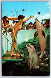 Animals~Performing Porpoises~Seaquarium~Miami FL~Some Watch Trainer~Vintage PC