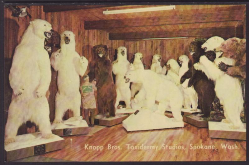 Knopp Bros Taxidermy Studios,Spokane,WA Postcard