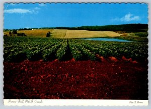 Potato Field Near Charlottetown, Prince Edward Island, 1973 Chrome Postcard