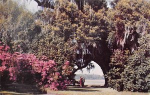 Middleton Gardens Charleston, South Carolina  