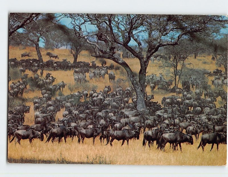 M-164673 African Wildlife Wildebeest and Zebra Herds
