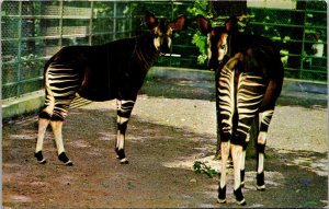 Washington D C National Zoological Park Okapi