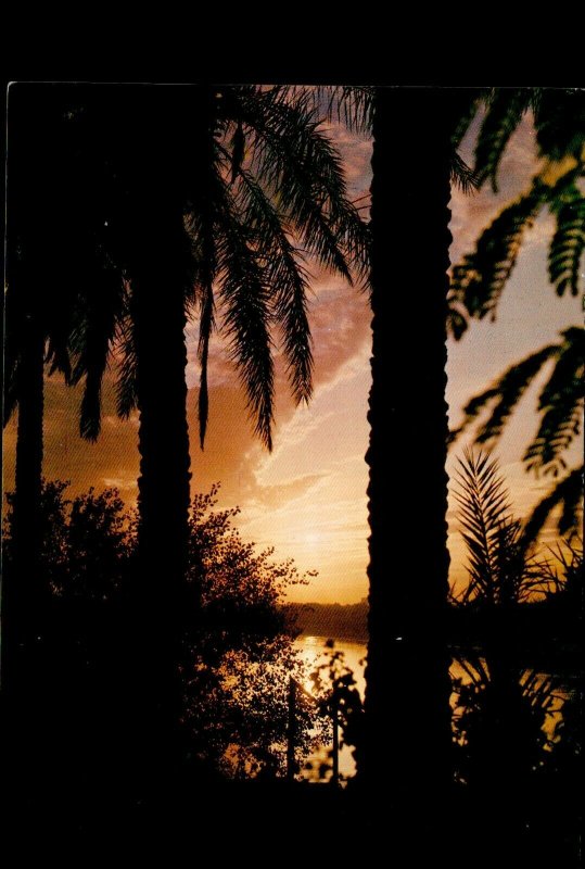 IMN05042 iraq basra sunset at shat al arab palmtrees