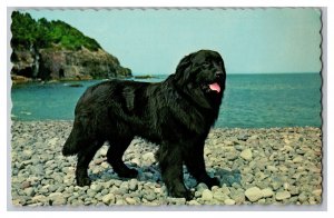 Postcard Champion Black Sambo Newfoundland Dog 