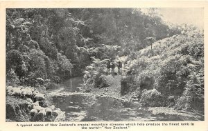 br106439 typical scene crystal mountain stream finest lamb  new zealand sheep