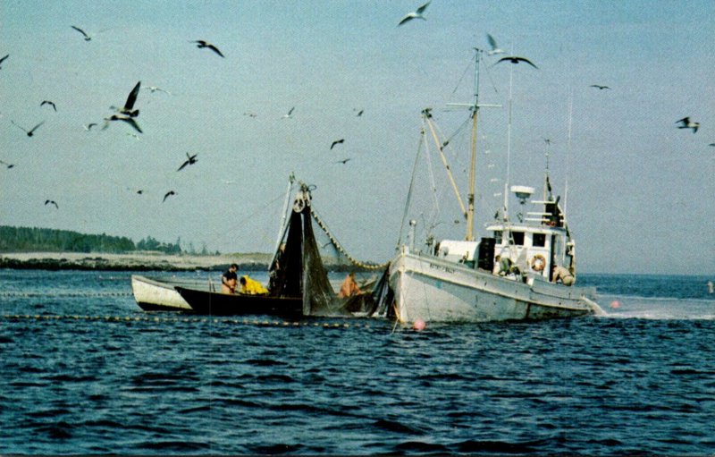 Herring Fishing Off The Maine Coast