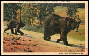 Mother Bear and Cub Hiking, Yellowstone National Park