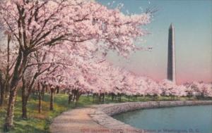 Japanese Cherry Trees In Bloom Washington DC