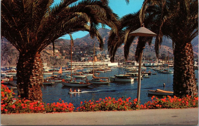 Vtg Palm Trees Geraniums Boats Avalon Bay Catalina Island California CA Postcard