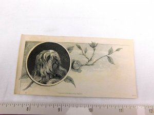 Lovely Engraved Shih Tzu Dog Bust Rose Blossoms Farmer, Livermore & Co F29