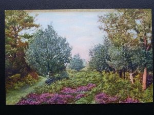 Hampshire NEW FOREST Beauty Spots of England c1914 Postcard 3173