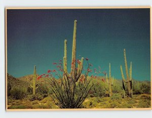Postcard The Desert In Bloom