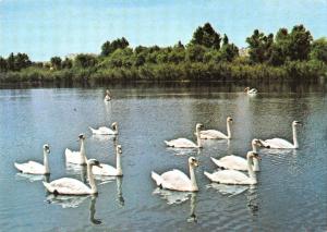 BR71988 microdelta constanta swan cygne romania   animal animaux