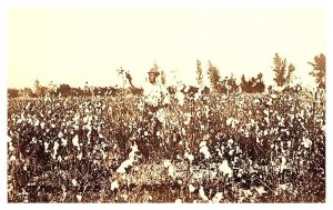 Picking Cotton RPPC