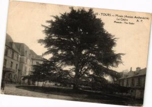 CPA TOURS - Musée (Ancien Archevéché) - Le Cédre - Museum - The Cedar (227249)