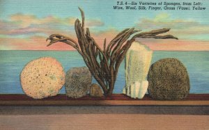 Postcard 6 Varieties Sponges Wire Wool Silk Finger Grass Tarpon Springs Florida