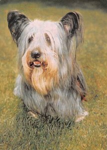 Skye Terrier   Dog 