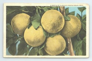 Famous Grapefruit Grape Fruit Pamelo Citrus  Florida Postcard