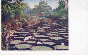 VINTAGE POSTCARD TROPICAL LILY POND AT COMO PARK ST. PAUL MINNESOTA c. 1905