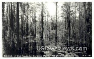 Real Photo - Okefenokee Swamp Park - Waycross, Georgia GA  